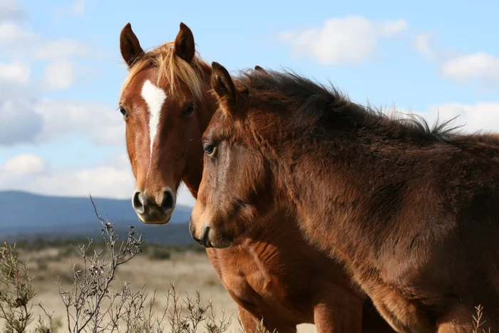 Australia plans to get rid of 10,000 wild horses to save nature - Horses, wildlings, Australia, Regulation, The national geographic, Animals, Longpost