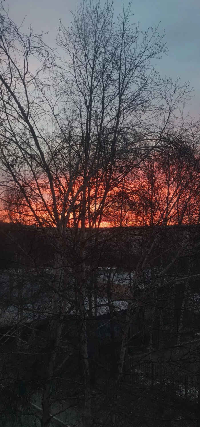 Utrechko - Morning, dawn, Tree, The photo