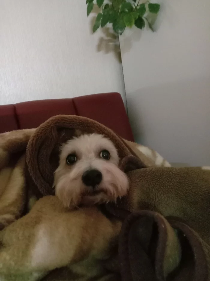 little curiosity - My, Dog, Maltese, A blanket, Morning, Curiosity, Longpost