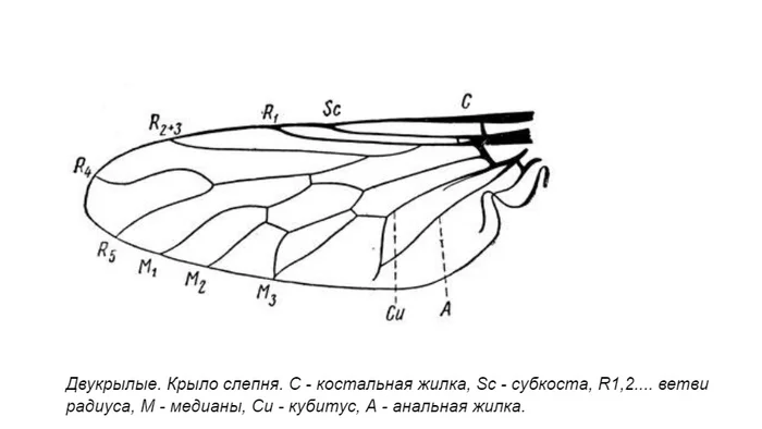 Жизненный цикл слепня схема