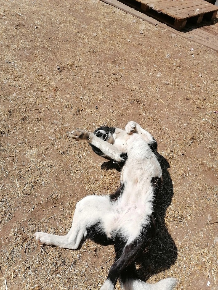 .  &quot; &quot;,       ,, . (    )