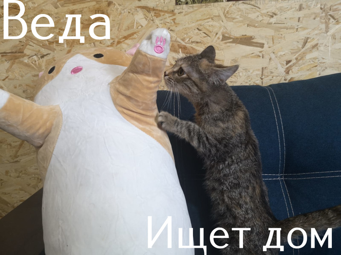 удивительное поражение мозга мем