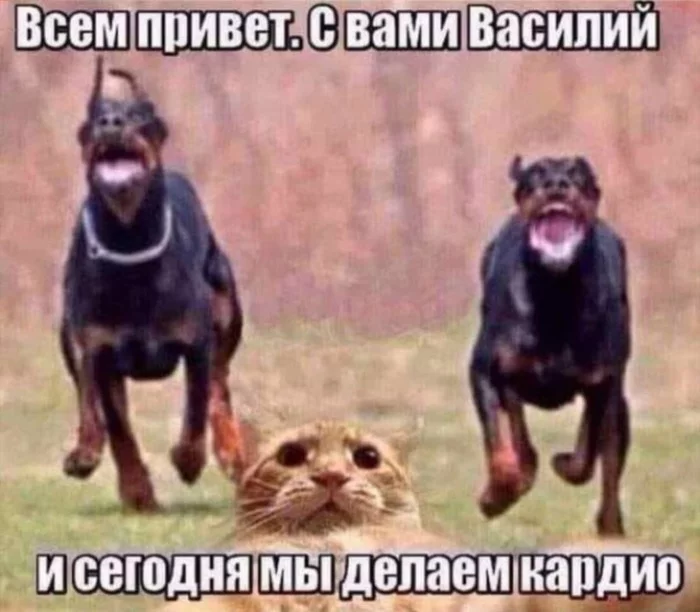 Blogger Vasily - Humor, Memes, Johnny Catsville, cat