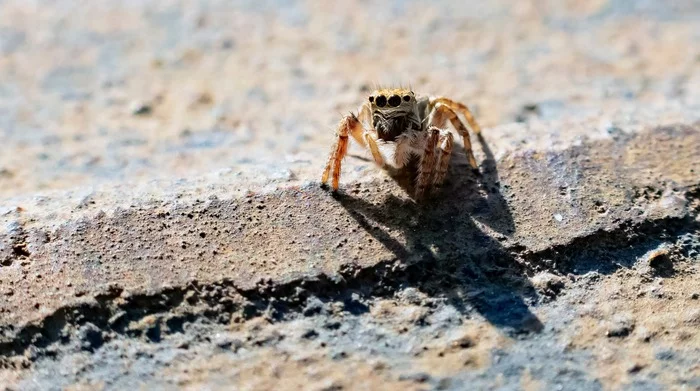 Jumping spider - My, Jumping spider, Macro photography, Autumn, Nature, Spider