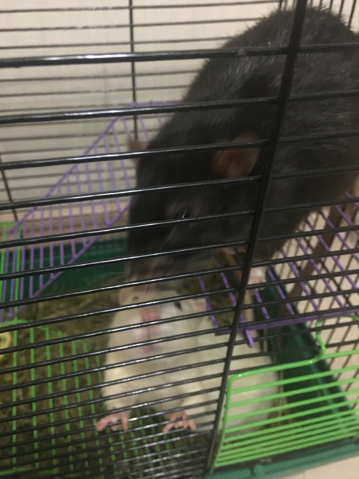 Гопники хвостатые:)