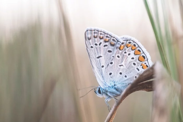 Polyommatus icarus - Макросъемка, Бабочка, Fujifilm