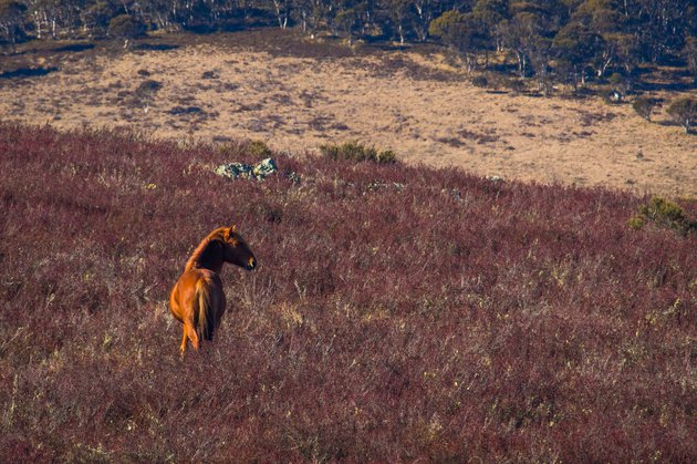 Australia plans to get rid of 10,000 wild horses to save nature - Horses, wildlings, Australia, Regulation, The national geographic, Animals, Longpost