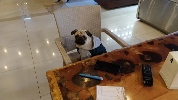 Business has been established, you can sit down - My, Pug, A restaurant, Humor, Strange humor, Dog