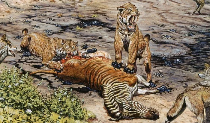 American scientists have found out interesting details about the life of saber-toothed tigers - Smilodon, Saber-toothed cats, Cat family, Wild animals, Predatory animals, Extinct species, Interesting, Scientists, Research, Helping animals, Longpost