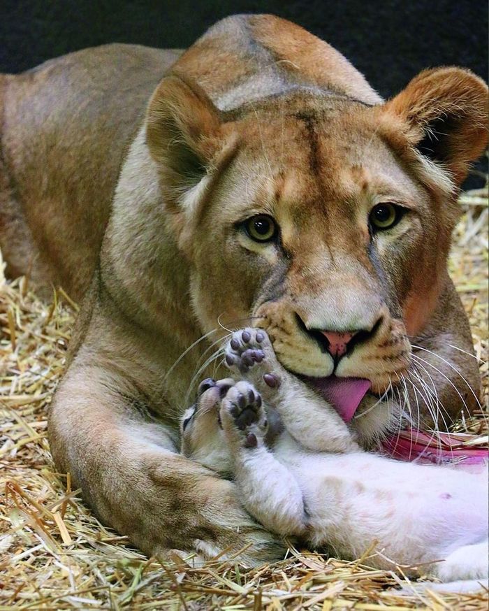 Zoo staff showed newborn lion cubs with their mother - Longpost, Video, Germany, Zoo, Predatory animals, Wild animals, Cat family, Big cats, Lion cubs, Lioness, a lion