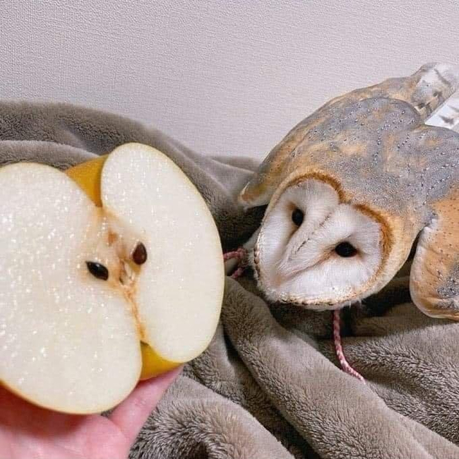 What are you? - Owl, Barn owl, Apples, Birds, Pareidolia, Similarity