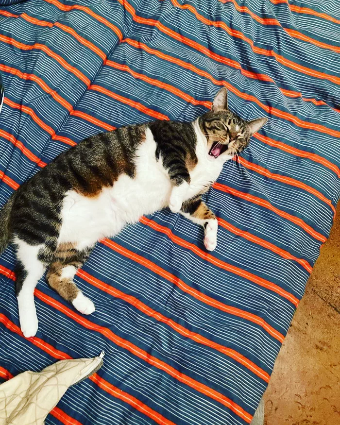 Fun remote work - My, cat, Yawn, The photo