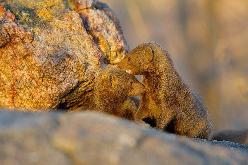 Mongooses remember quarrels with relatives and refuse grooming to aggressors - Mongoose, Predatory animals, Wild animals, Remember, Scientists, University, Great Britain, Bristol, Research, Animal experiments, Africa, Informative