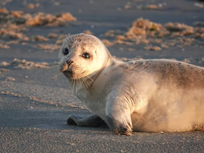 Baby seals can change their tone of voice - just like humans - Seal, Young, Voice, Tone, Changes, Marine life, Predatory animals, Scientists, Netherlands (Holland), Rehabilitation centers, Talking animals, Research, The national geographic, Informative, Video, Longpost