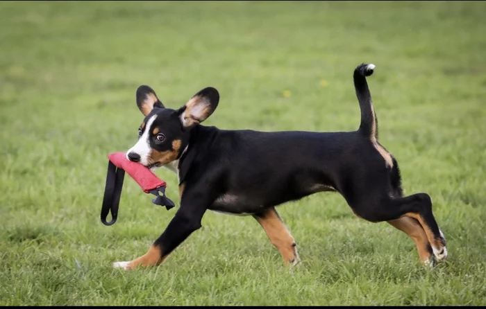 Entlebucher Sennenhund puppies - My, Dog, Entlebucher, Sennenhund, Puppies, beauty, Longpost