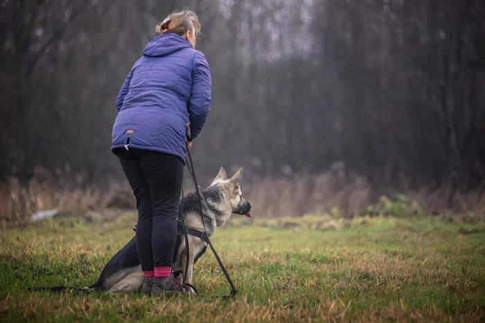 ZKS training, what's left behind the scenes... - My, ZKS, Igp, Dog, Autumn, The photo, Longpost