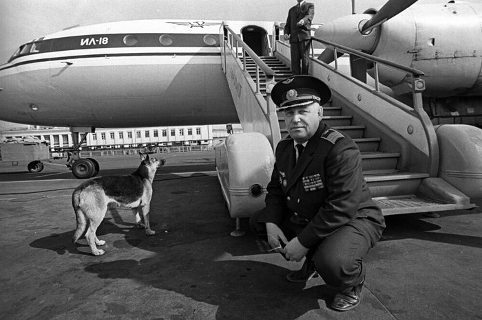 собака ждала хозяина в аэропорту реальная история чем закончилась. Смотреть фото собака ждала хозяина в аэропорту реальная история чем закончилась. Смотреть картинку собака ждала хозяина в аэропорту реальная история чем закончилась. Картинка про собака ждала хозяина в аэропорту реальная история чем закончилась. Фото собака ждала хозяина в аэропорту реальная история чем закончилась