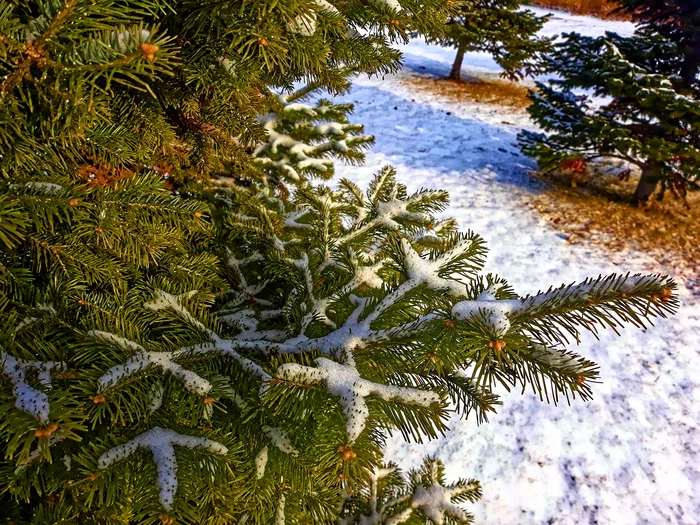 Snow-covered branches of Christmas trees, on the street. - My, Abakan, Christmas trees, Winter, Snow, Tree, Nature, House, Khakassia, Sky, Landscape, Siberia, Branch, Leaves, Photo processing, Town, District, , Longpost