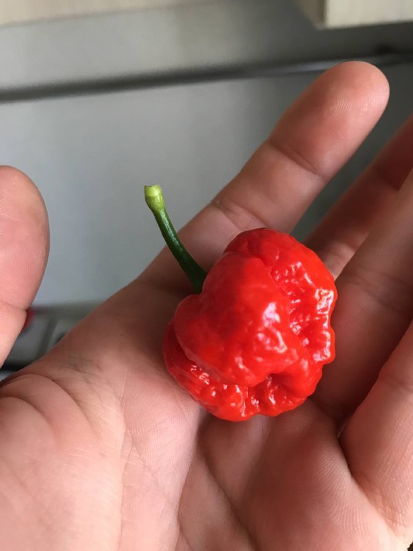 Please help me identify the variety - My, Hot peppers, Habanero, Carolina Reaper, Longpost