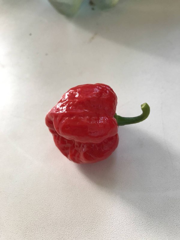 Please help me identify the variety - My, Hot peppers, Habanero, Carolina Reaper, Longpost