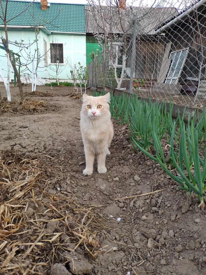 These eyes... - My, cat, Ares, Pets, Love