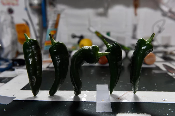 NASA astronauts ate the first crop of pepper grown on the ISS - NASA, ISS, Astronaut, Greenhouse, news, Longpost, Pepper farming, Hot peppers