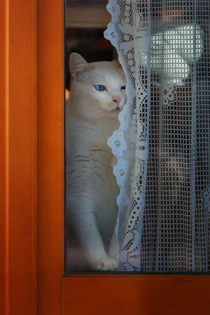 And, only the ghost of Morrisville Castle saw everything and knew everything ... - cat, White, Window, Curtains