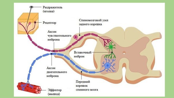 Человек под микроскопом - Моё, Наука, Биология, Научпоп, Видео, Длиннопост