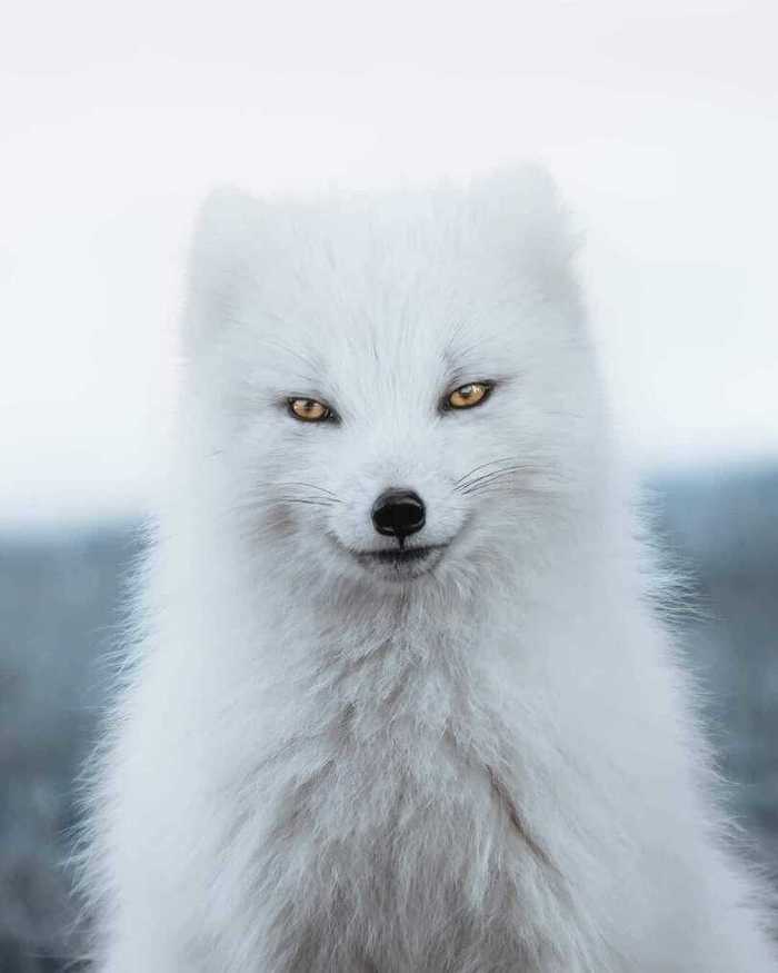 Gorgeous - Fox, Animals, beauty, Wild animals, Fluffy, Arctic fox