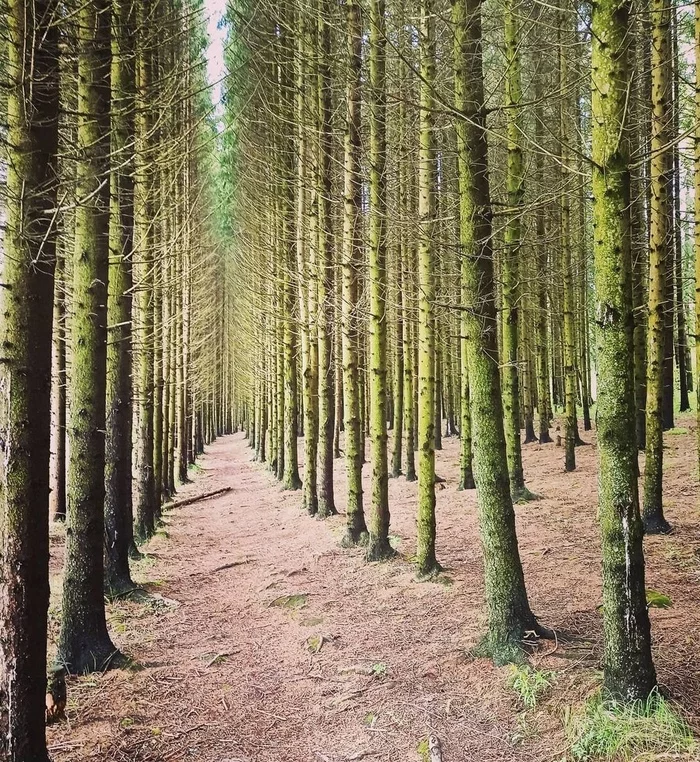 Forest - My, Forest, Green trees, Beautiful, Landscape, Sergiev Posad, The photo, Beginning photographer