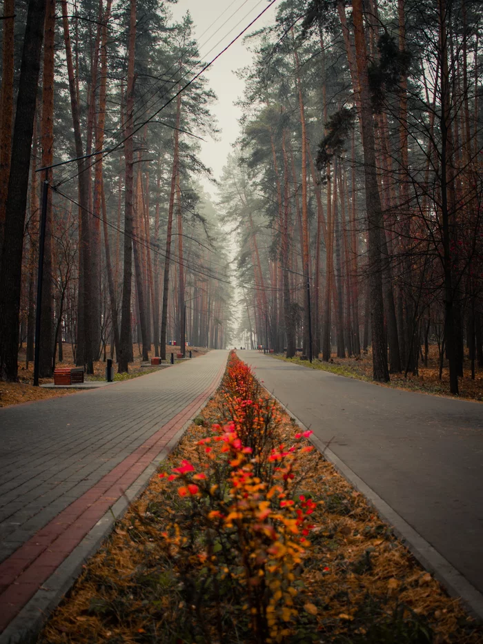 Выкса. Парк культуры и отдыха - Моё, Фотография, Парк, Выкса, Нижегородская область, Осень, Туман, Canon, Достопримечательности, Пейзаж, Природа, Длиннопост