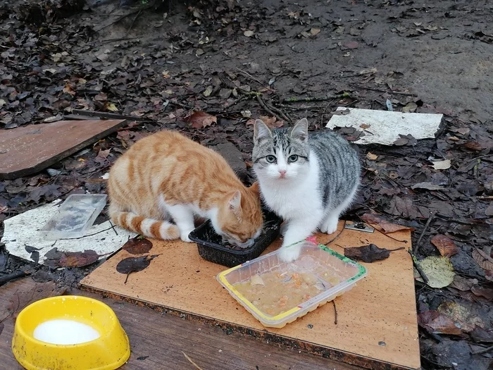 We are well fed here.) - My, Saint Petersburg, cat, Autumn, Homeless animals