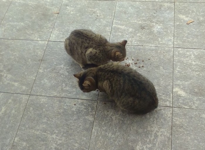 Кошачья находчивость