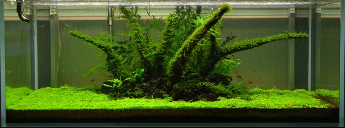 The composition is ripe, long live the new composition! - My, Longpost, Aquarium, The photo, Hobby