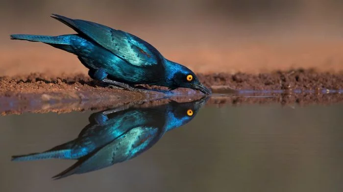 Steel shiny starling - Starling, Birds, Wild animals, The photo, South Africa, Reserves and sanctuaries, Waterhole