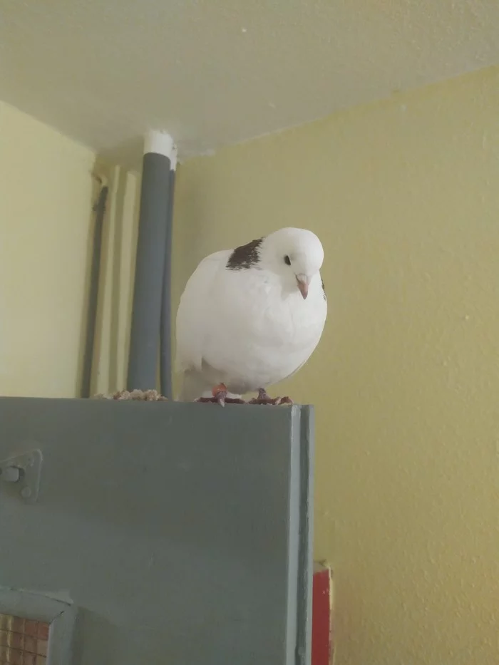 A ringed dove flew into the porch - City of Queens, Pigeon, Birds