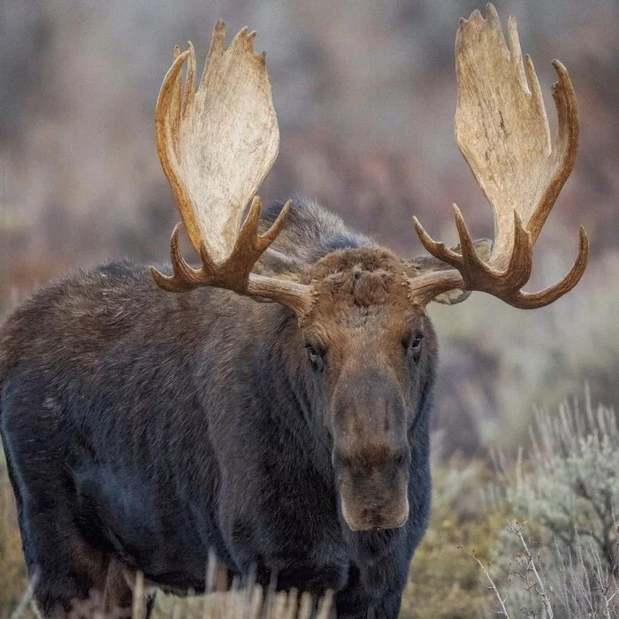 Luxurious horns - Elk, Artiodactyls, Wild animals, The photo, North America, Horns