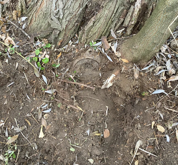 I found a large, metal object in the roots of an old tree. With difficulty, but pulled it out - My, Search, Scrap metal, Yandex Zen, Earnings, Hobby, Longpost