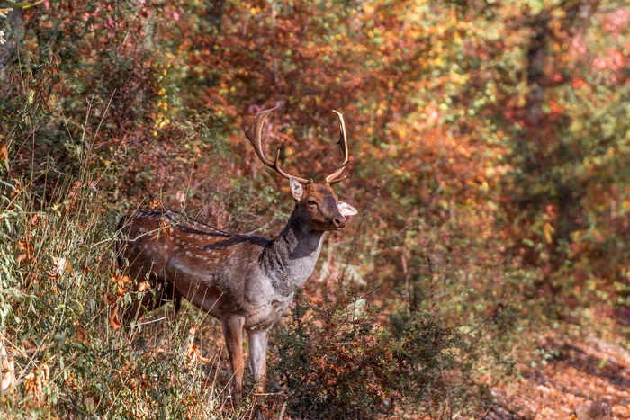 Fall fallow deer in the Rostov region - Fallow deer, Artiodactyls, Wild animals, wildlife, Rostov region, The photo, beauty of nature, Autumn, October, Forest, The national geographic, wonderful moments
