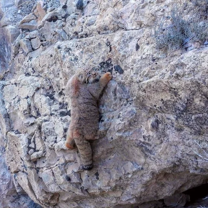 Rock climber - Pallas' cat, Small cats, Cat family, Predatory animals, Wild animals, The photo, Asia, The rocks, Fluffy, wildlife