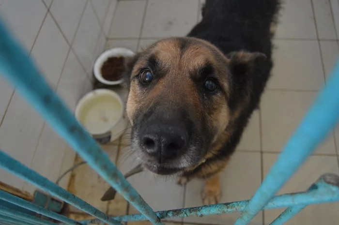 Old people, old people, old people... - Dog, Shelter, Permian, In good hands, Longpost