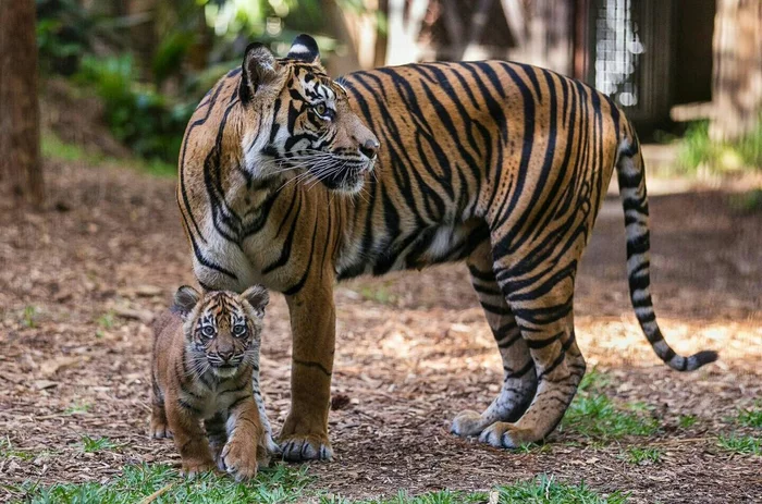 Mom, you're looking in the wrong direction. - Tiger, Tiger cubs, Cat family, Big cats, Predatory animals, The photo, From the network, Animals, Milota