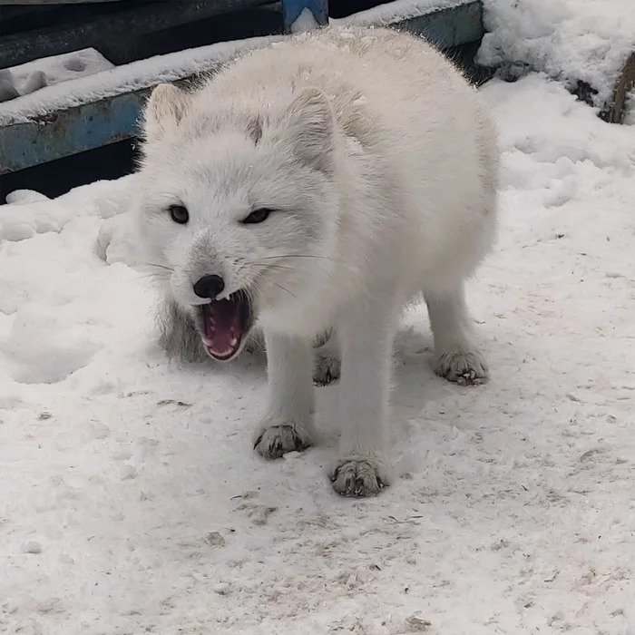 Do not wake the beast in me! - My, Arctic fox, Arctic, Yamal, Mobile photography, Fox