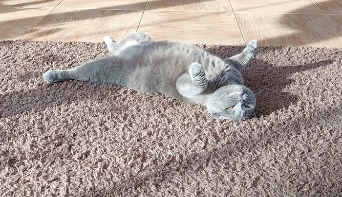 Tired... - My, Scottish lop-eared, Pets, cat