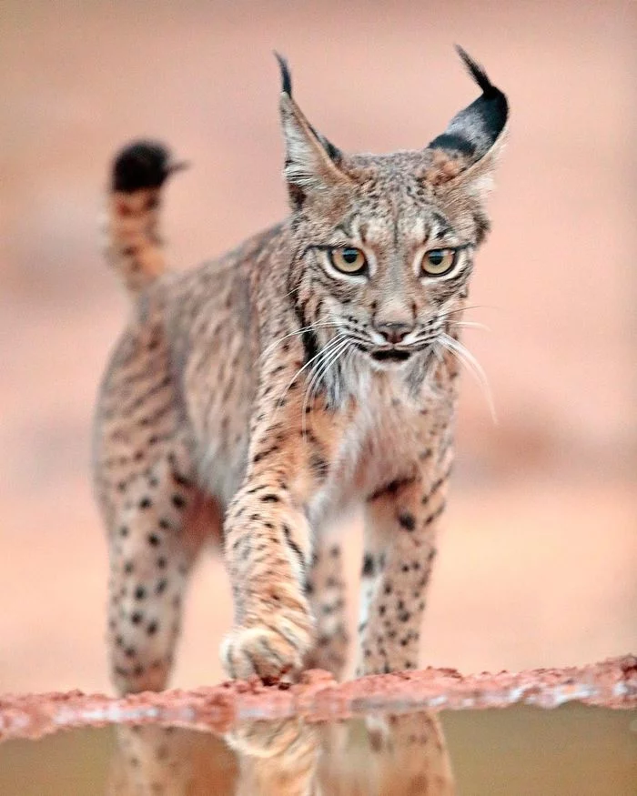 Pyrenean lynxes - Lynx, Pyrenean lynx, Small cats, Cat family, Predatory animals, Wild animals, wildlife, Spain, The photo, Young, Longpost