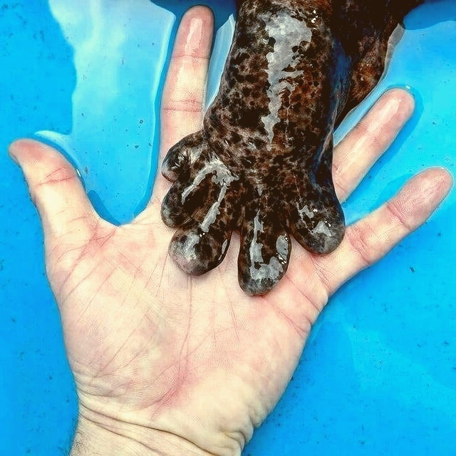 Salamander's foot - Animals, Milota, Salamander, Paws, Wild animals, Amphibians, Repeat, Giant salamander