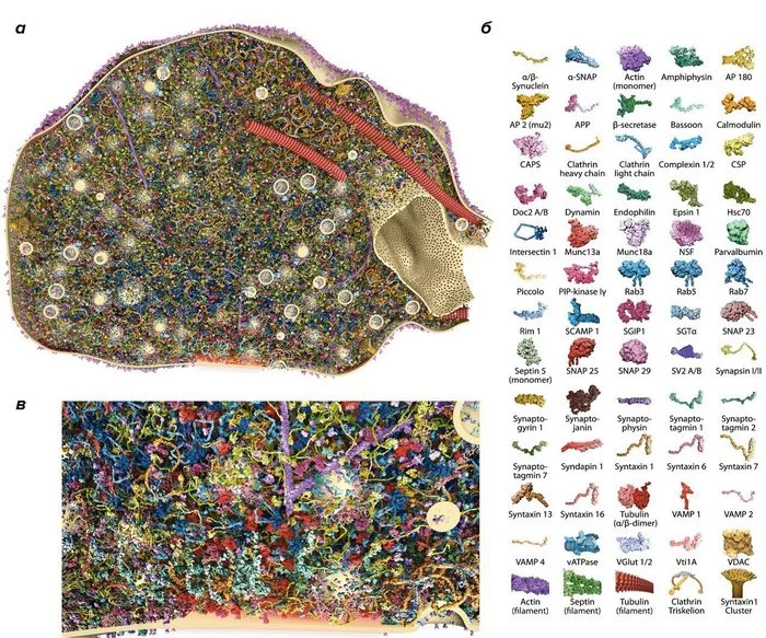 3D Synapse Reconstruction - Brain, The science, , Protein, Interesting, Infographics