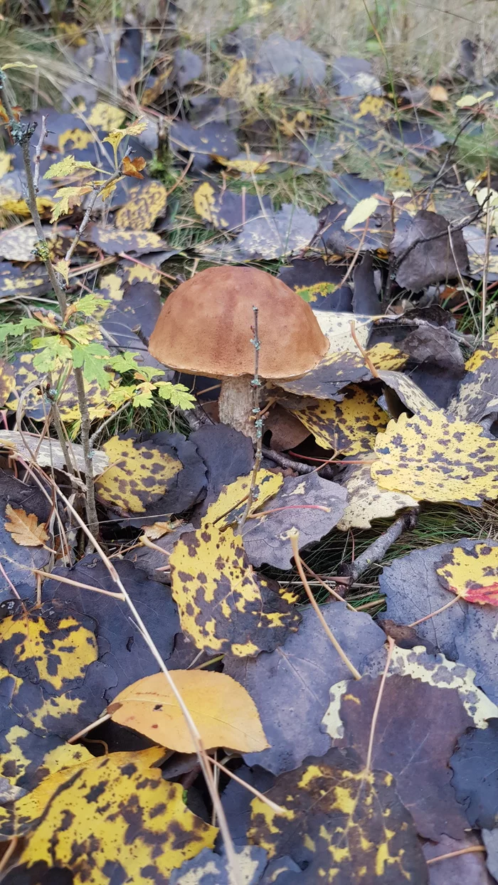 The season doesn't want to end - My, Germany, Saxony-Anhalt, Mushrooms, Silent hunt, Longpost