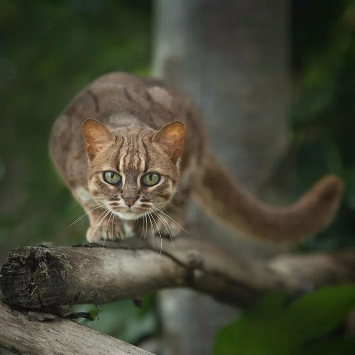 Rusty cat - Rusty cat, Small cats, Cat family, Wild animals, Predatory animals, Zoo, England
