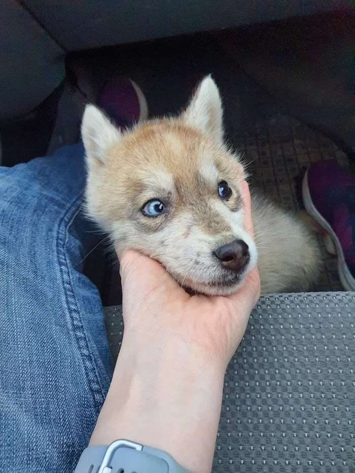 The story of one dog - My, Husky, Fluffy, Transformation, Dog, Heterochromia, Longpost